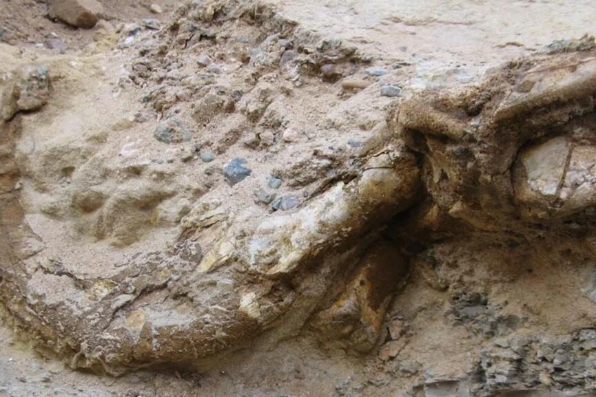 2 CLAWED DINOSAUR