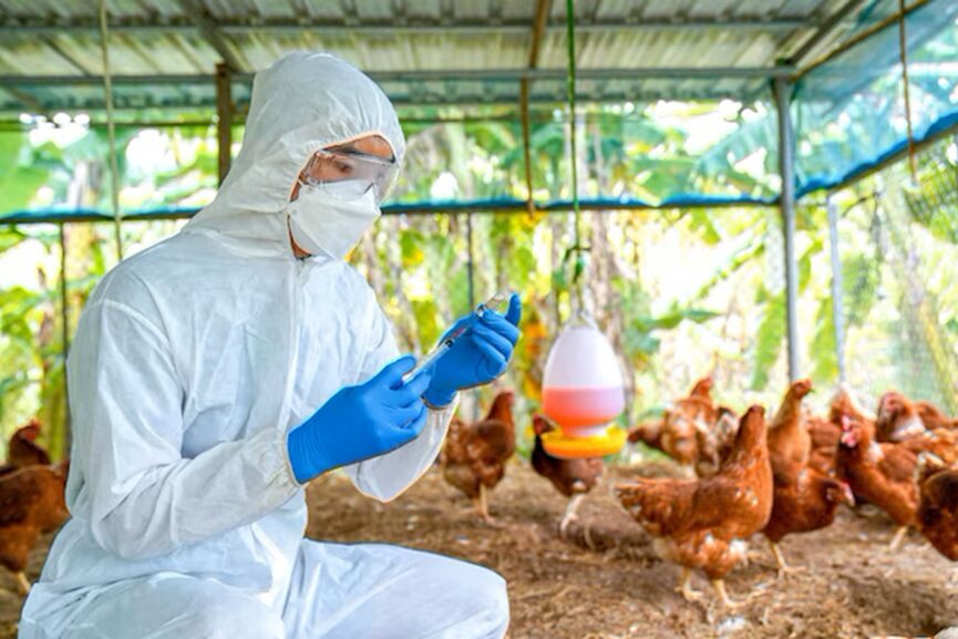 bird-flu