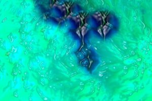 olo colour