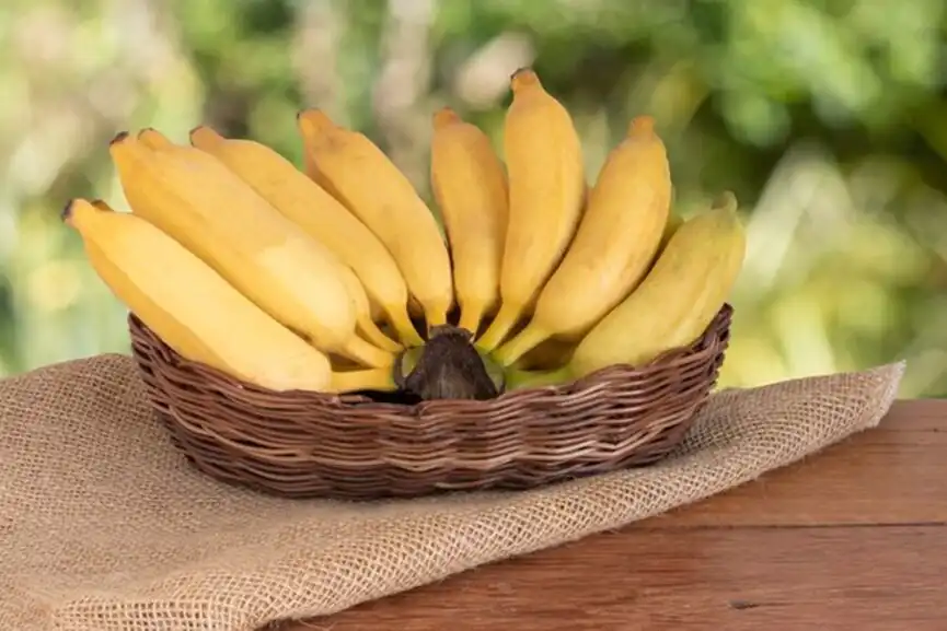 organic-bunch-ripe-yellow-bananas-basket