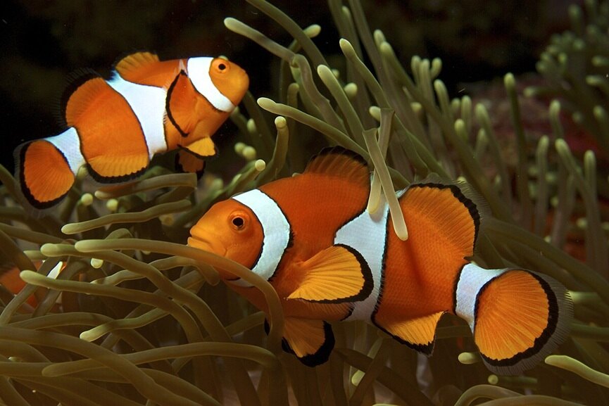 Amphiprion_ocellaris_(Clown_anemonefish)_by_Nick_Hobgood