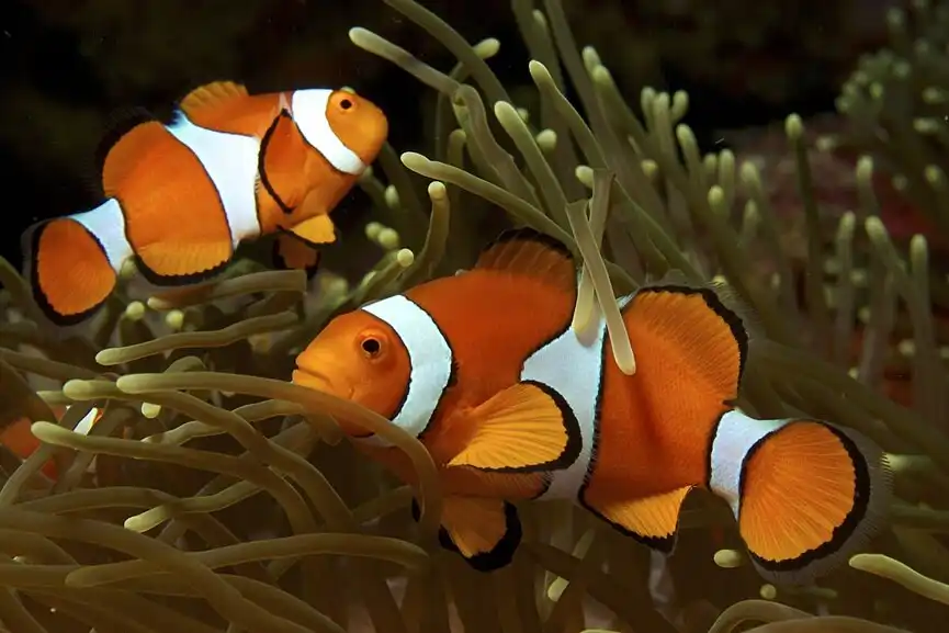 Amphiprion_ocellaris_(Clown_anemonefish)_by_Nick_Hobgood