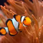 CLOWNFISH ADAPTATION