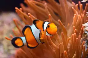 CLOWNFISH ADAPTATION
