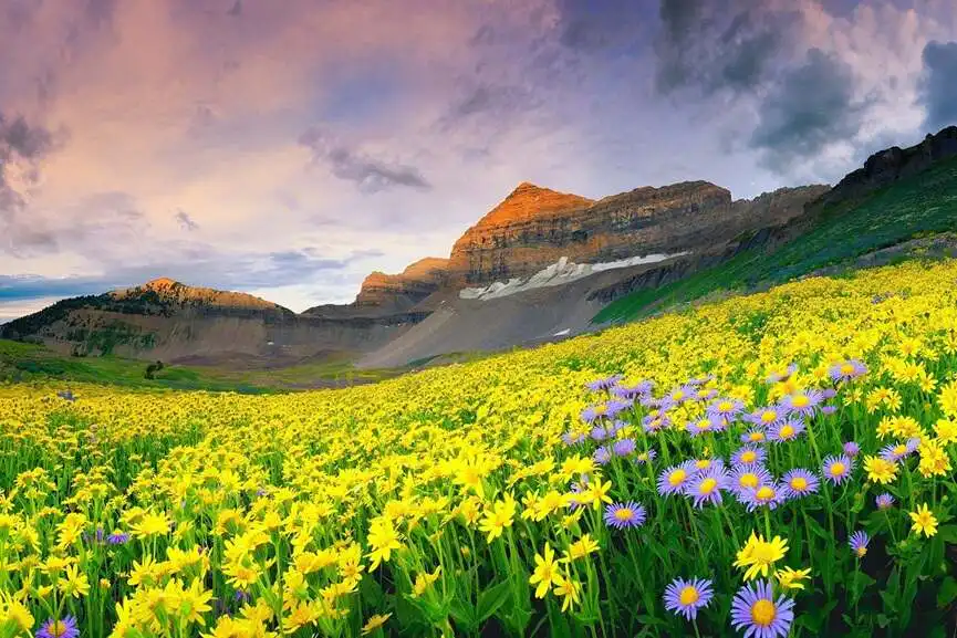 VALLEY OF FLOWERS 1