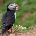 ATLANTIC PUFFIN