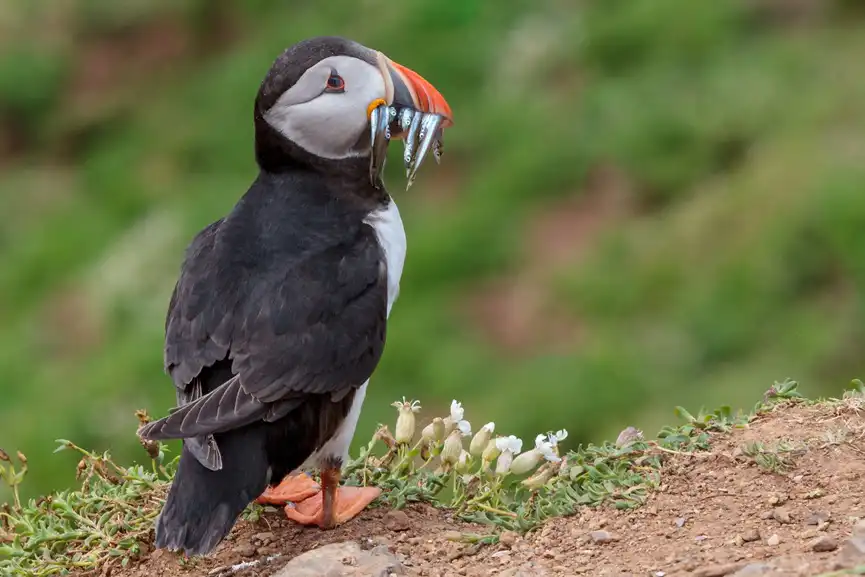 ATLANTIC PUFFIN