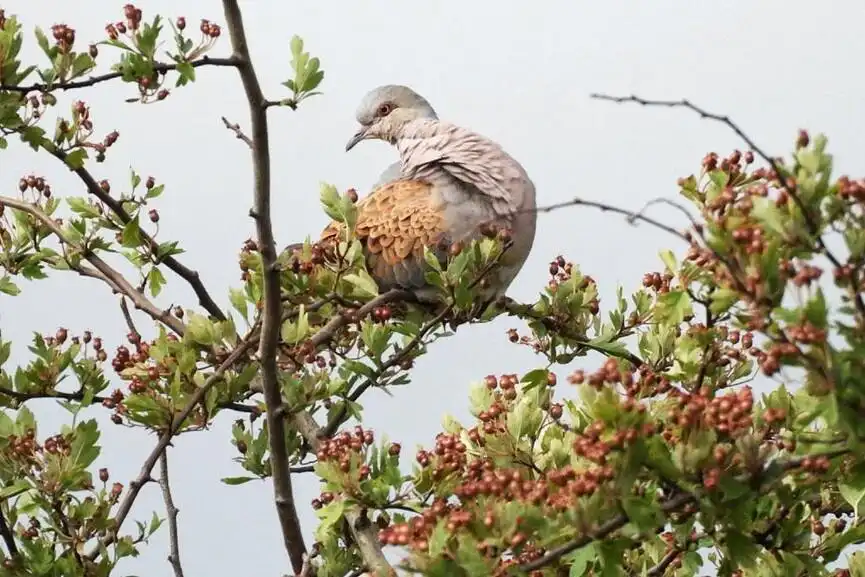 European Turtle Dove