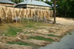 Jute_Cultivation_and_Processing_Bangladesh