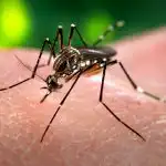 Aedes-aegypti-MOSQUITO