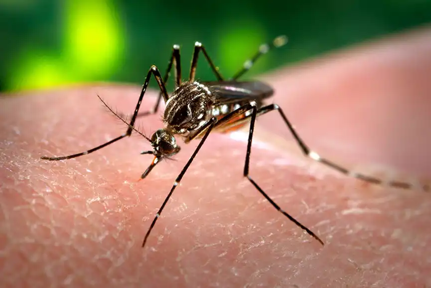 Aedes-aegypti-MOSQUITO