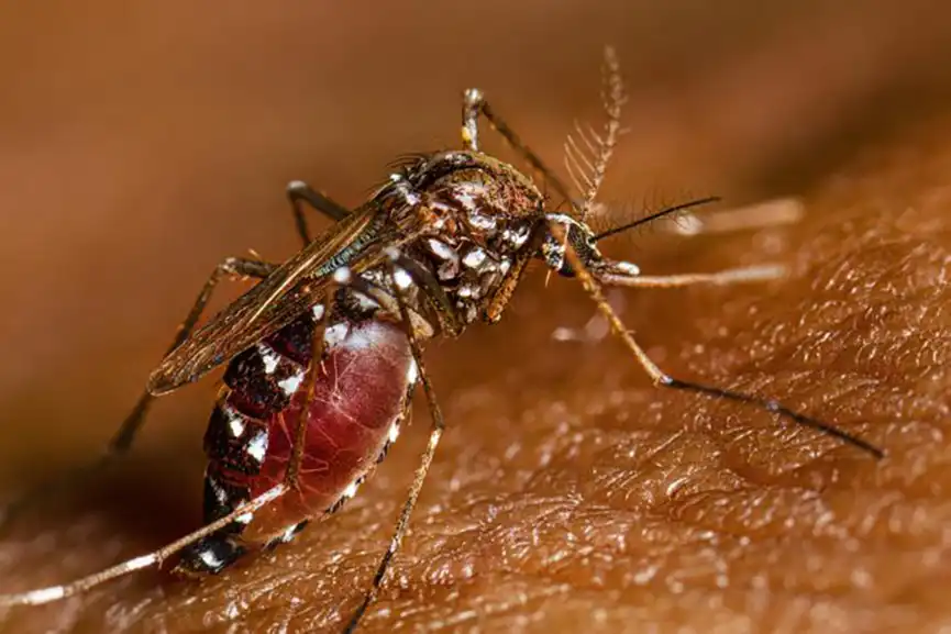 Aedes albopictus MOSQUITO