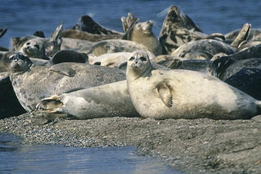 Caspian-Sea-seals