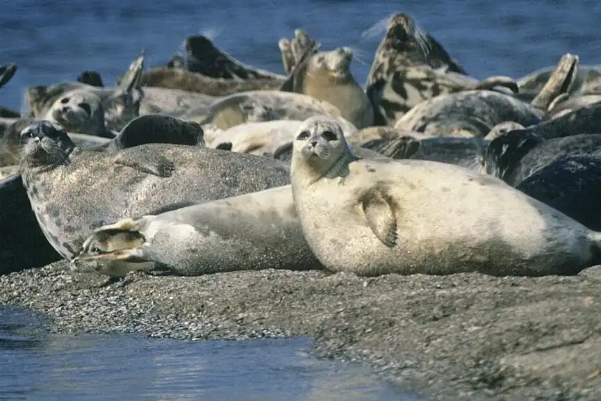Caspian-Sea-seals