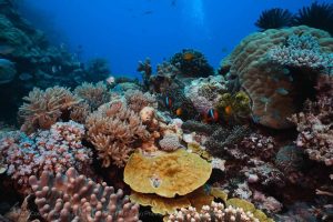 Great Barrier Reef Bleaches Like Never Before, Scientists Sound Alarm