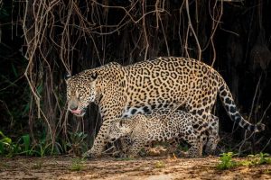 Nepal Officially Joins India-Initiated International Big Cat Alliance