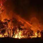 fire-fighters-at-forest-fire