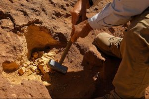 wallacean hominids