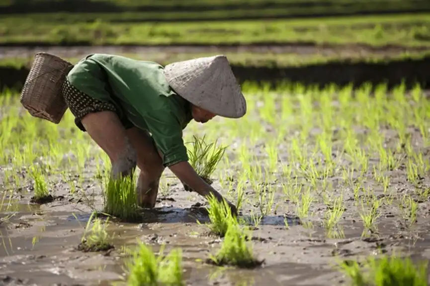 rice-planting-bali- indonesia