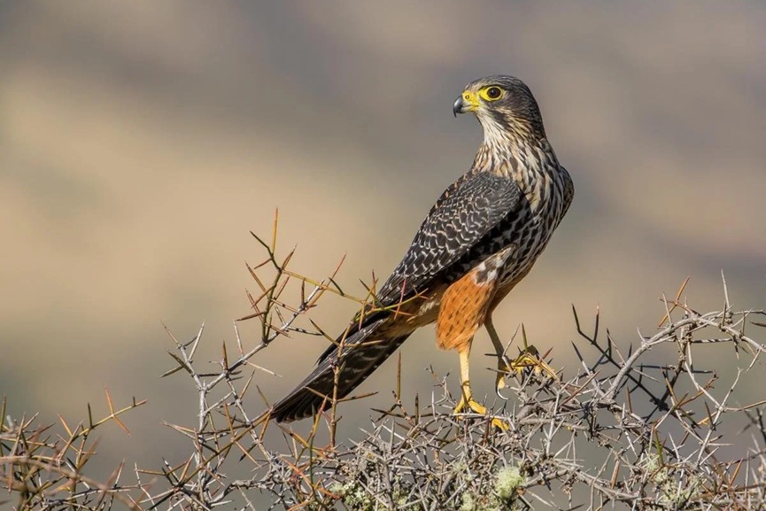 Kārearea falcons