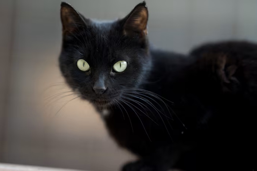 closeup-shot-black-cat-calmly-lying-ground