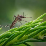 inland-floodwater-mosquito
