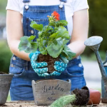 midsection-man-holding-flower-pot