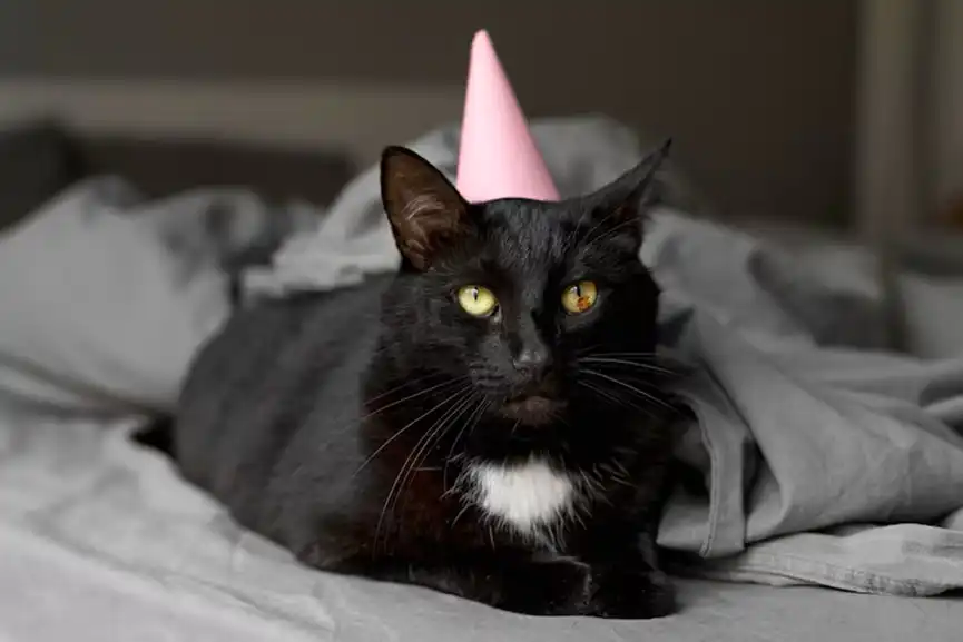 beautiful-cat-portrait-close-up