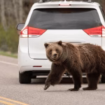 usa-wyoming-grand-teton-national