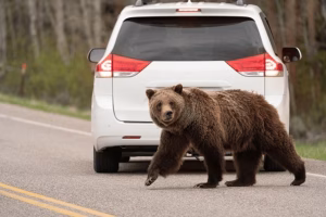 usa-wyoming-grand-teton-national