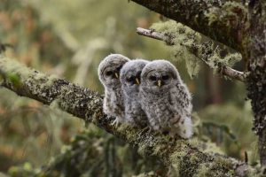 barred-owl-owlets-baby-owls-strix-varia-washington-state