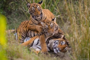 Rising Tiger Poaching Undermines Decades of Conservation Gains