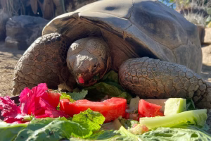 San Diego Zoo Says Farewell to Gramma, Its 141-Year-Old Tortoise Icon