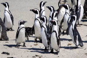 Cape-penguins-Boulders-Beach-Cape-Town-South-Africa