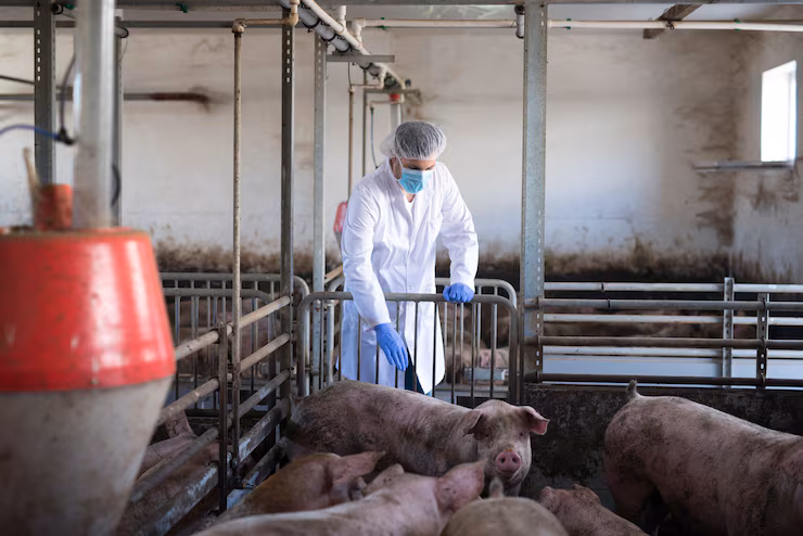 veterinarian-observing-pigs-pig-farm-checking-their-health-growth