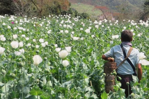 A poppy field in the flowering stage in eastern Shan state, Myanmar.