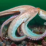 Octopus-Cornwall-Wildlife-Trust-c-KirstyAndrews