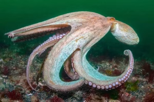 Octopus-Cornwall-Wildlife-Trust-c-KirstyAndrews