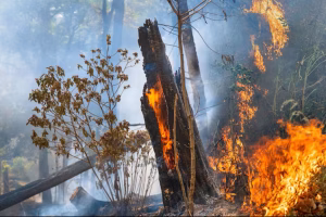 forest-after-fire-trees-that-are-severely-damaged-by-fire