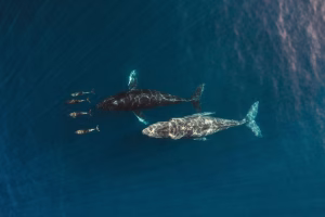 UN Agreement on High Seas Conservation Enters Into Force