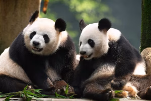 two-pandas-sit-side-by-side-one-them-has-black-white-face