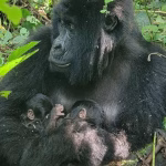 mountain-gorilla-birth-rare-twins-congo-image-via-X