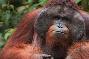 Indonesia Moves to Shield Last Tapanuli Orangutans