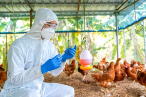bird-flu-veterinarians-vaccinate-against-diseases-poultry-such-as-farm-chickens-h5n1