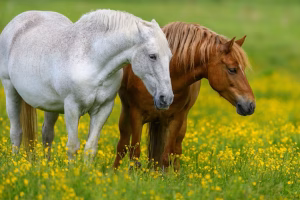 italy-considers-criminalizing-horse-slaughter-consumption-Indo Arab News