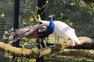 India Gifts Five Peacocks to UN Geneva, Reviving Old Tradition