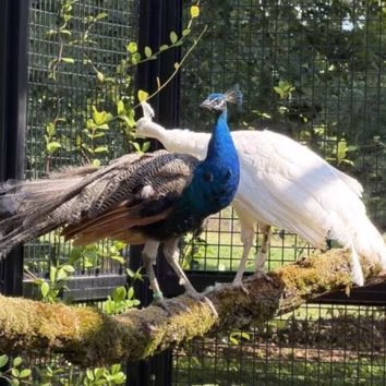 India Gifts Five Peacocks to UN Geneva-IAN