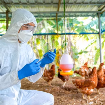 bird-flu-veterinarians-vaccinate-against-diseases-poultry-such-as-farm-chickens-h5n1