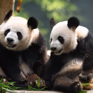 two-pandas-sit-side-by-side-one-them-has-black-white-face